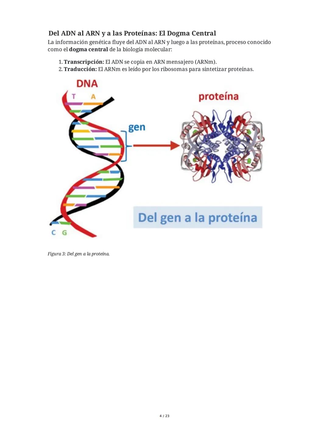 Estructura general y características del ADN Y ARN
Introducción a los Ácidos Nucleicos
Los ácidos nucleicos son macromoléculas esenciales pa