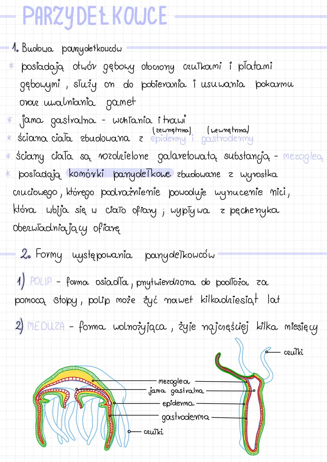 # PARZYDEŁKOWCE

1. Budowa panydetkowców
* posiadają otwór gębowy otocrony crutkami i płatami
gębowymi, służy on do pobierania i usuwania po