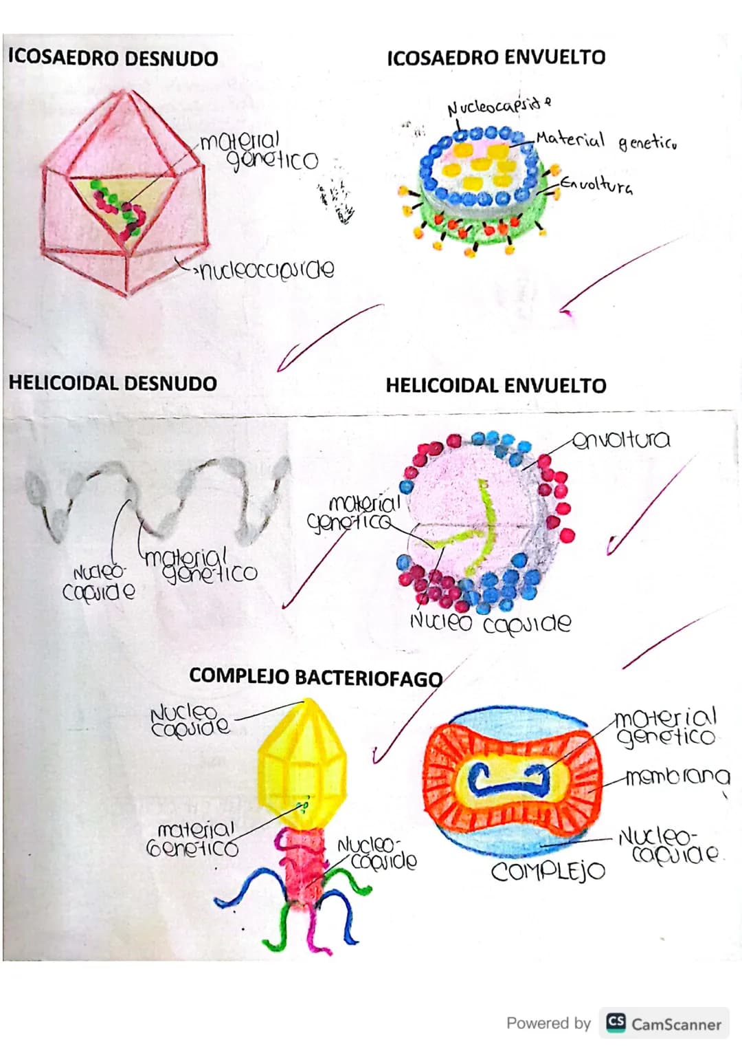 # Virología
Microorganiumo infeccioso, solo se multiplican dentro
de lis de otros organismos.
Microscopio electrónico

Estructura.
base viri