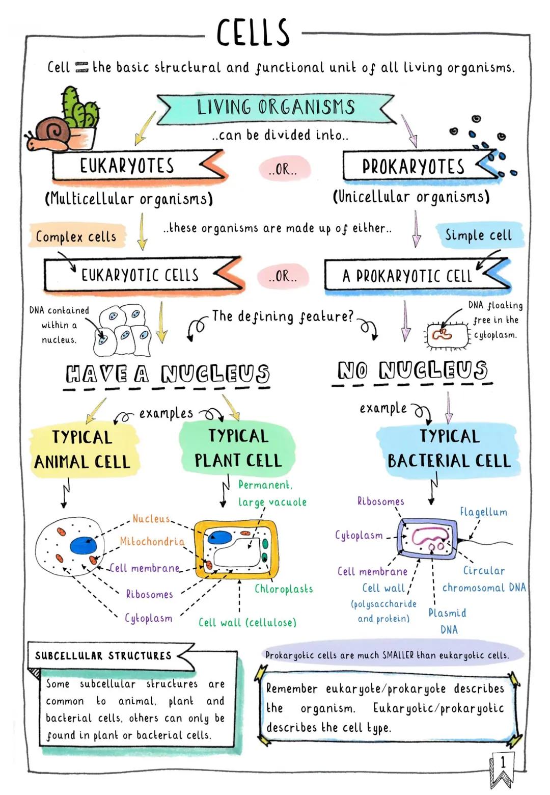 # CONTENTS & TRACKER

Each time you revise a section, put your mark on a circle!

1 Cells
000

2 Subcellular Structures
000

4 Typical vs. S