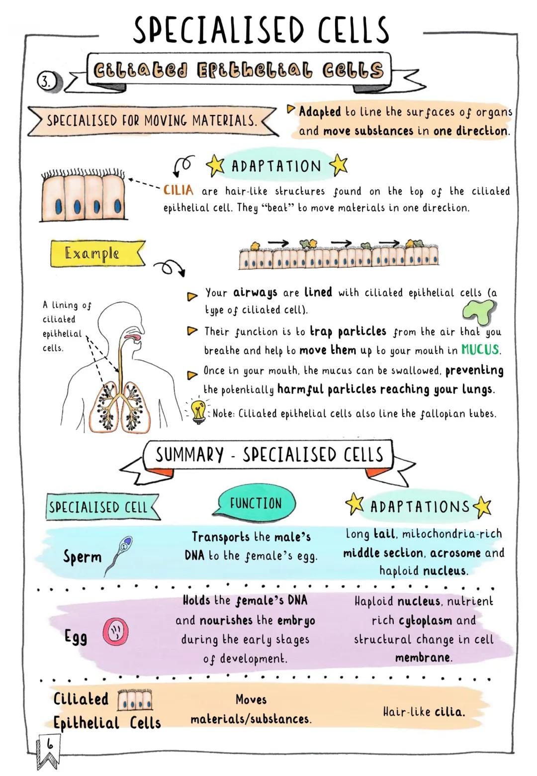 # CONTENTS & TRACKER

Each time you revise a section, put your mark on a circle!

1 Cells
000

2 Subcellular Structures
000

4 Typical vs. S