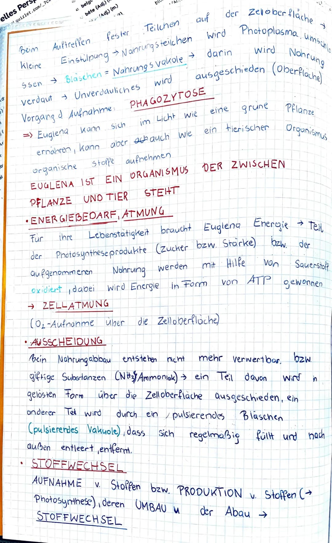 # KENZEICHEN
von LEBEWE SEN

GATTUNG div. Aren
Anhand des Beispiels: EUGLENA sp. (Augentierchen")

Ampalle
Geißel(lang
Stigma Photorezeptor
