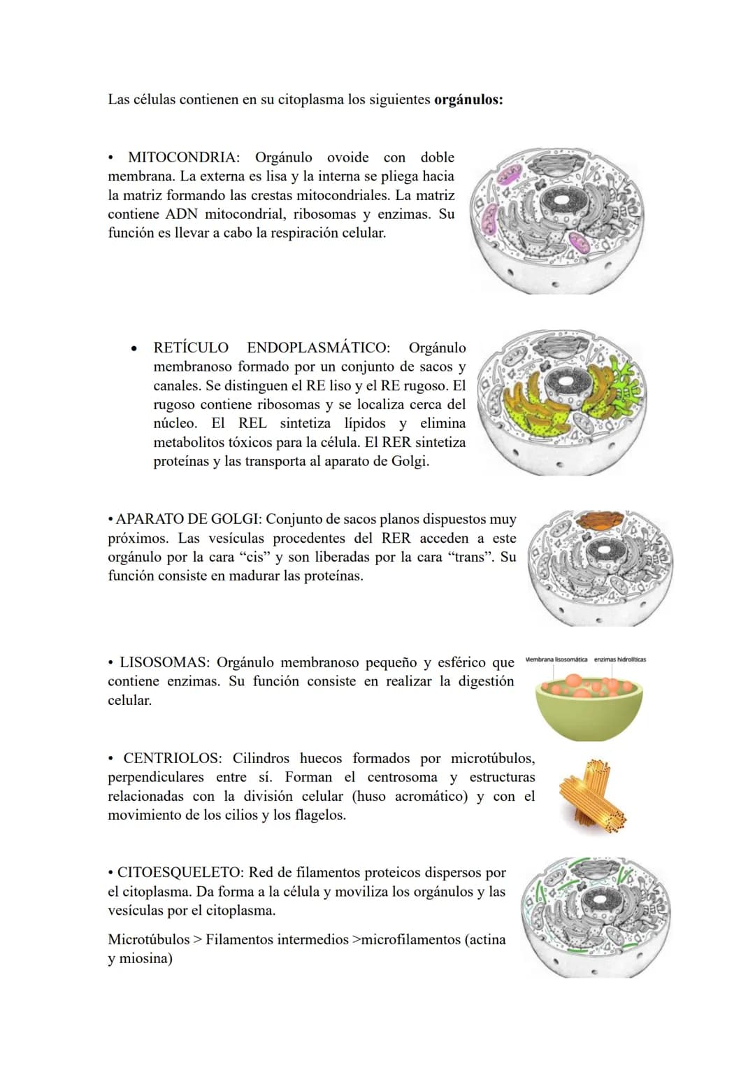 # TEMA 2: ORGANIZACIÓN BÁSICA

DEL CUERPO HUMANO.

LOS NIVELES DE ORGANIZACIÓN DEL CUERPO HUMANO.

Se denomina nivel de organización a cada 
