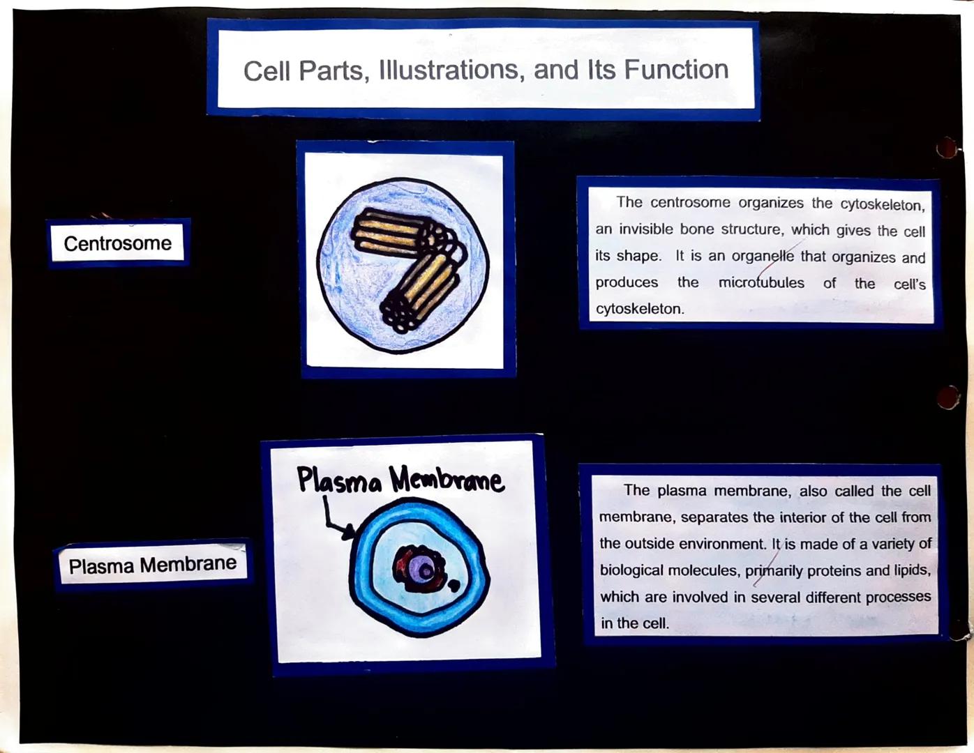 Centrosome

Plasma Membrane

Cell Parts, Illustrations, and Its Function

Plasma Membrane

The centrosome organizes the cytoskeleton,
an inv