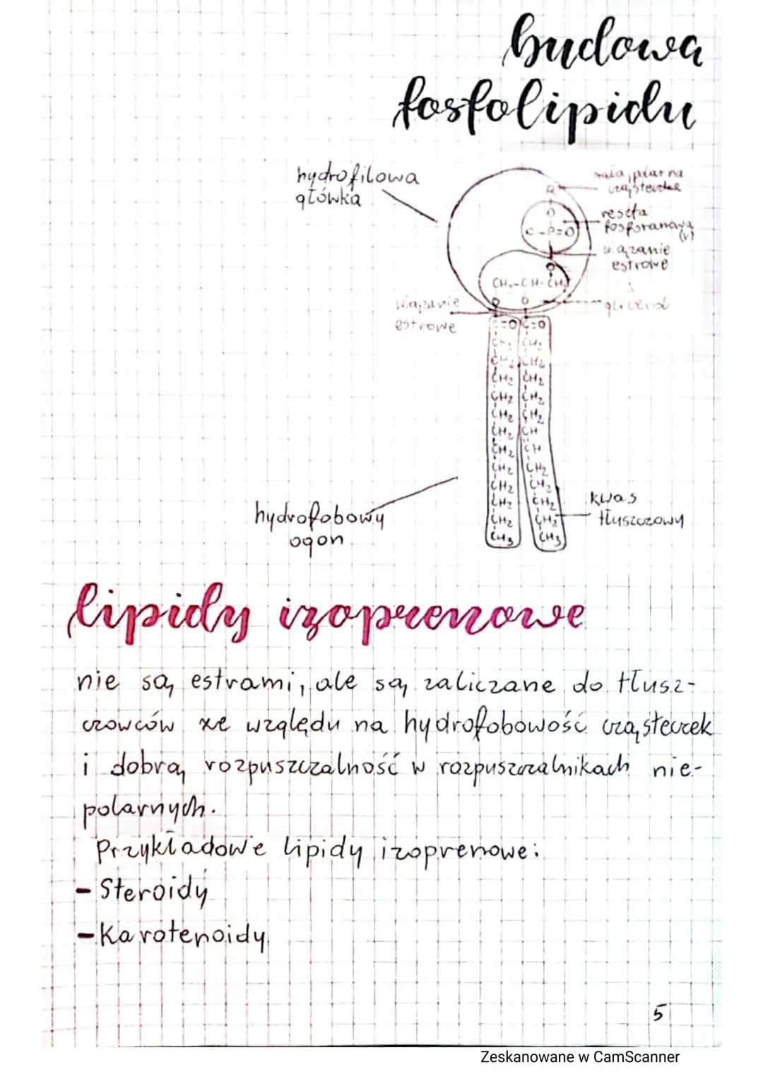 # sacharydy

Nazywamy je również cukrami lub węglowodana mi.
Powstają w procesie fotosyntezy. Sa, zbudowane
z węgla (C), wodoru (H), tlenu (
