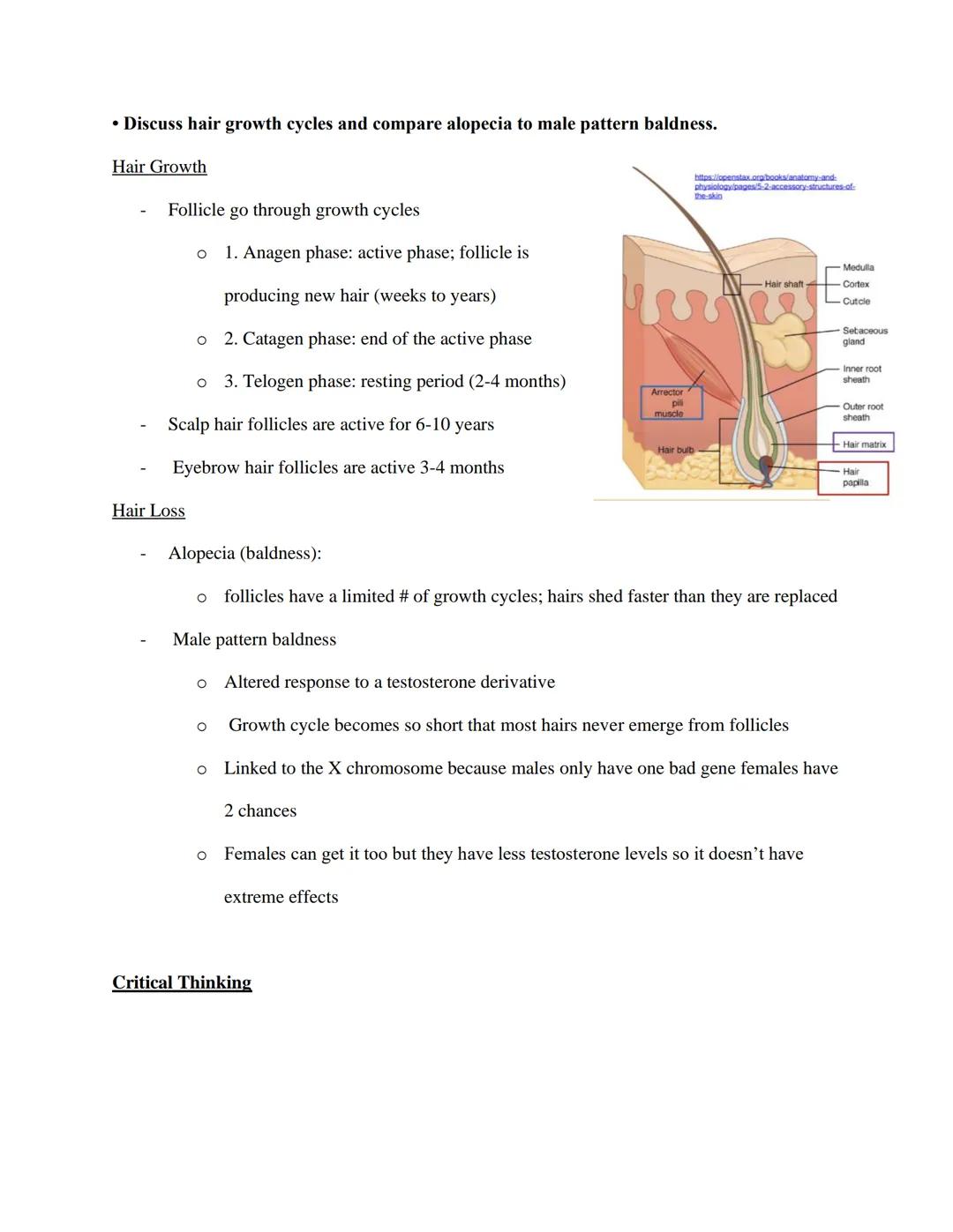 EXS 207 Topic 4: Integumentary System Study Objectives

Use our lecture slides as your primary resource for addressing each objective. It is