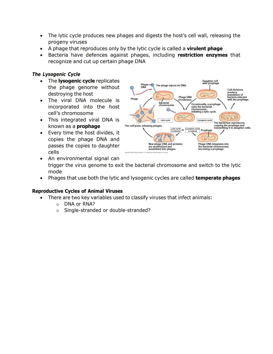 VIRUSES

*   Viruses called bacteriophages can infect and set in motion a genetic takeover of
    bacteria, such as Escherichia coli
*   Vir