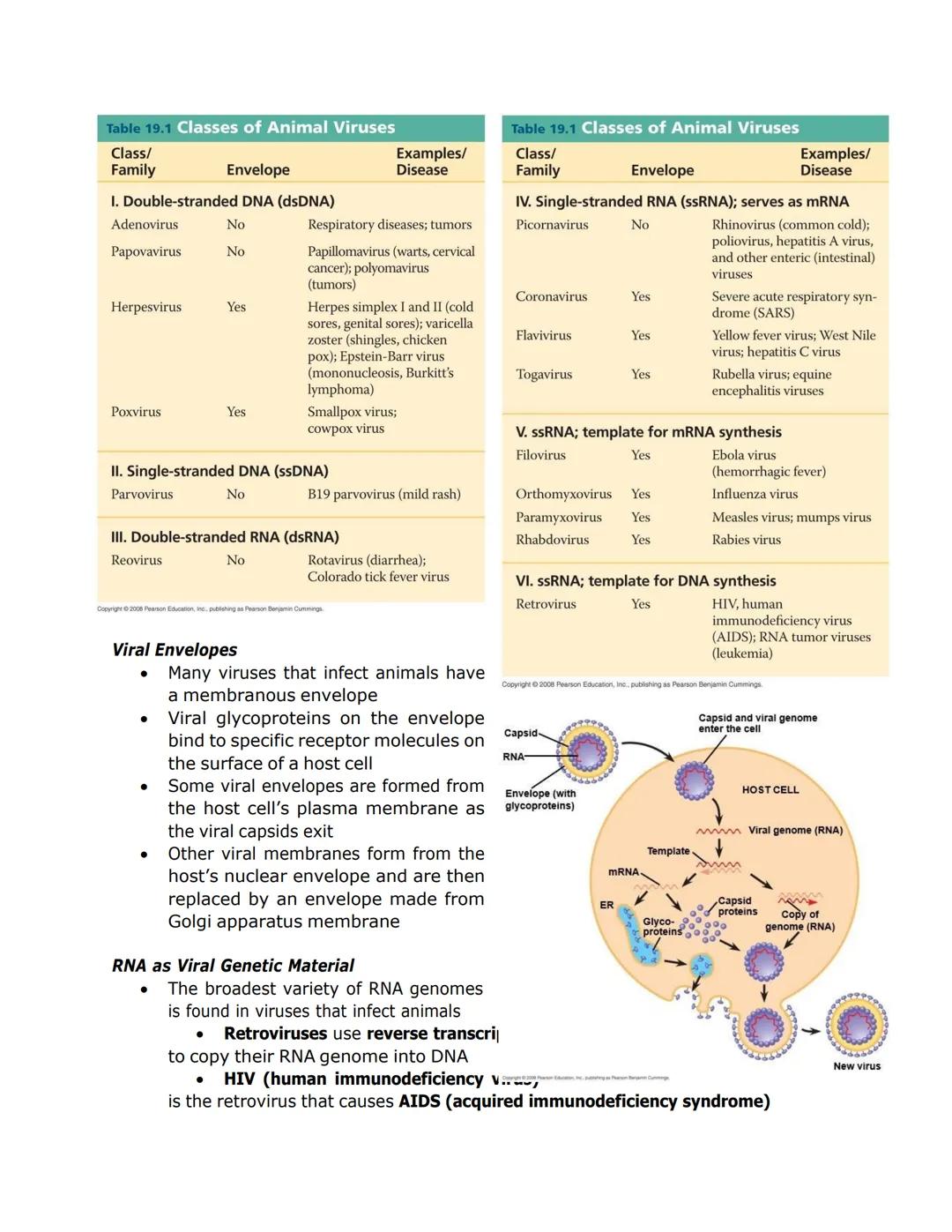 VIRUSES

*   Viruses called bacteriophages can infect and set in motion a genetic takeover of
    bacteria, such as Escherichia coli
*   Vir