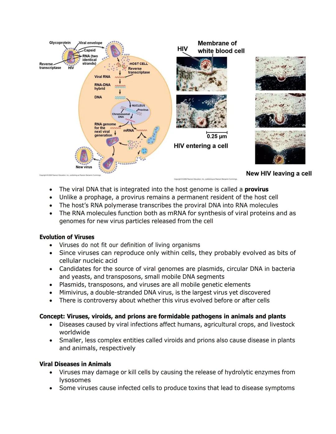 VIRUSES

*   Viruses called bacteriophages can infect and set in motion a genetic takeover of
    bacteria, such as Escherichia coli
*   Vir