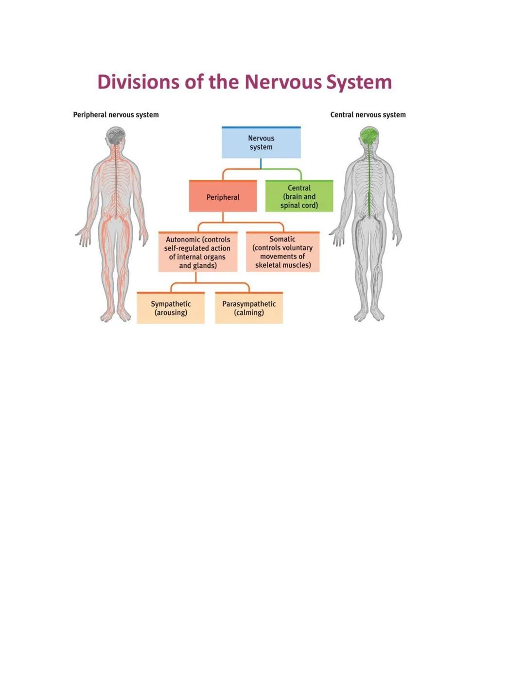 # AP PSYCHOLOGY UNIT 2 - 2.3 Overview of the

# Nervous System

Nervous System:

The nervous system serves as the body's intricate electroch