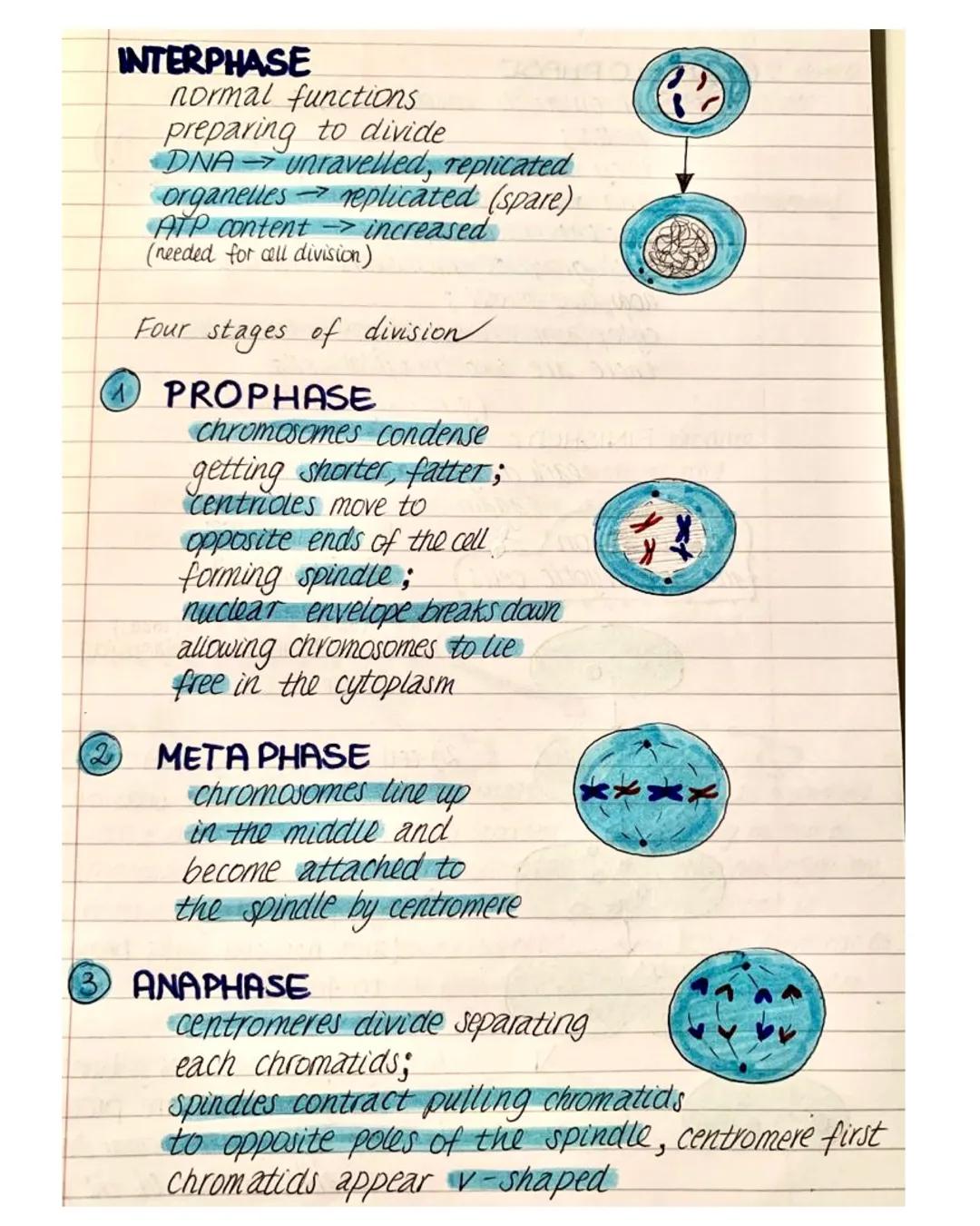 INTERPHASE
normal functions
preparing to divide
DNA unravelled, replicated
organelles replicated (spare)
ATP content → increased
(needed for
