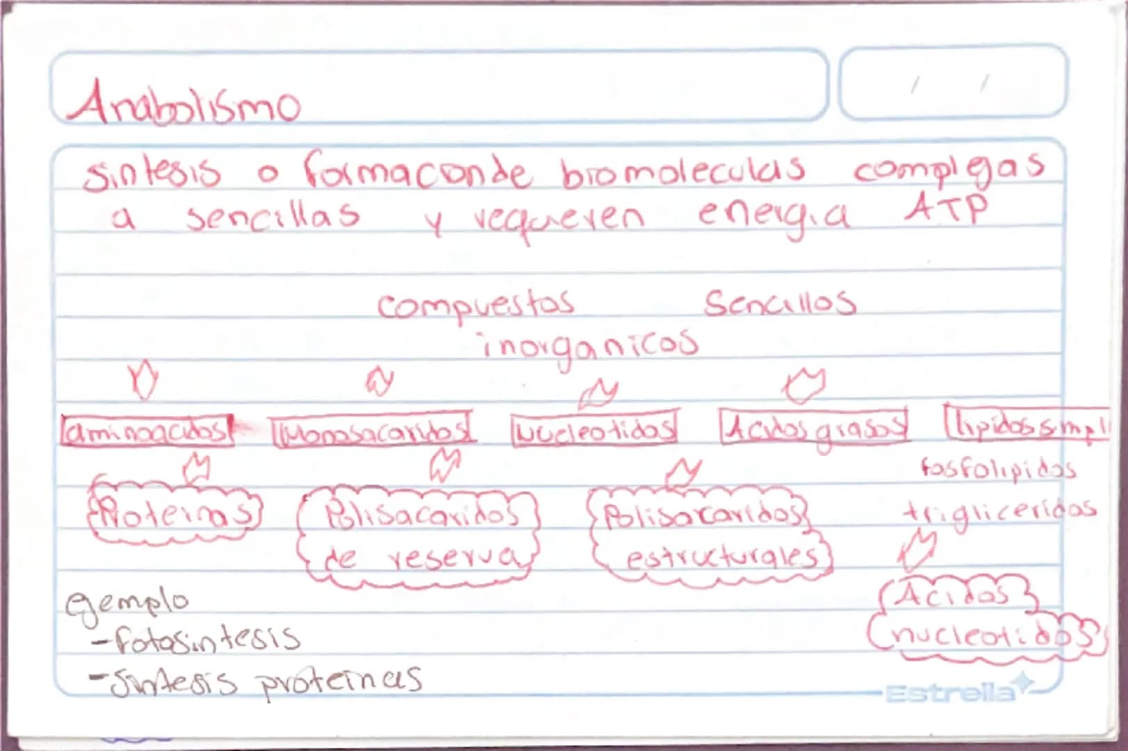 Metabolismo
Biologia st
/
/
proceso catabolico celula obtiene energia ATP
tiene 2 fases:
Catabolismo=libera energia degradando moleculas
Com