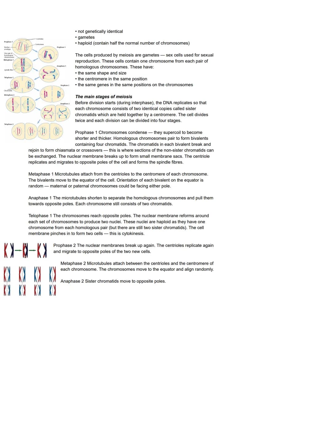 # Cell division, cell diversity and cellular organisation

## The cell cycle

### Processes during the cell cycle

The cell cycle is a serie