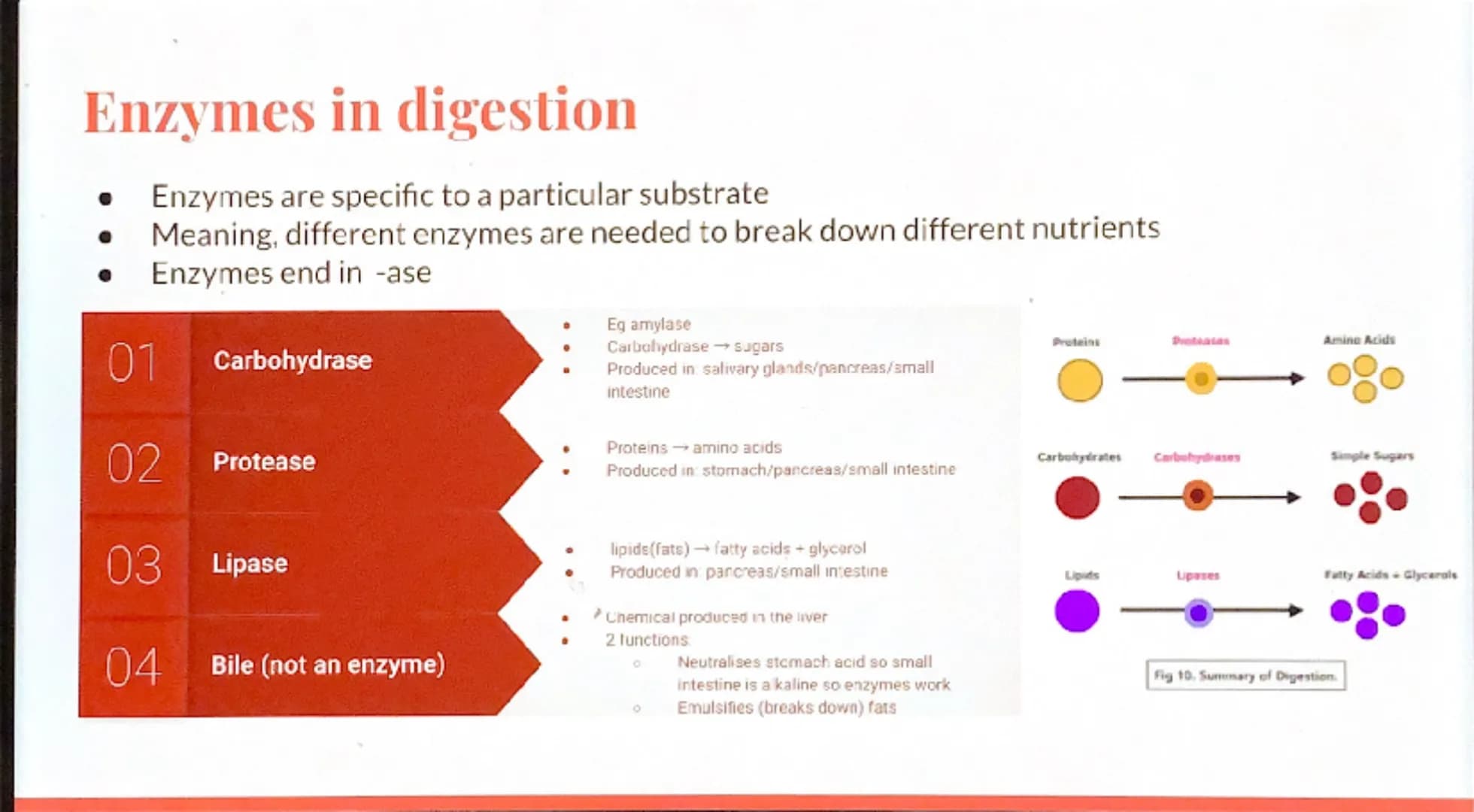 Biology
Revision -
Organization

GCSE Cell organisation
Eg.
Root hair cell
Palisade cell
Xylem cell
Red blood cell
White blood cell
Basic bu