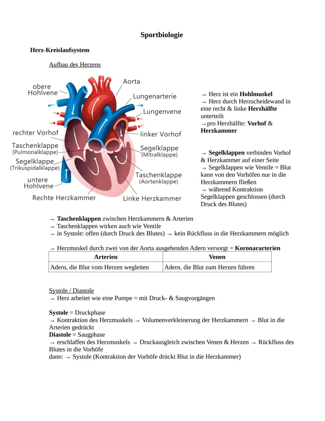 # Sportbiologie

Herz-Kreislaufsystem

Aufbau des Herzens

obere
Hohlvene

rechter Vorhof

Taschenklappe
(Pulmonalklappe)-

Segelklappe
(Tri