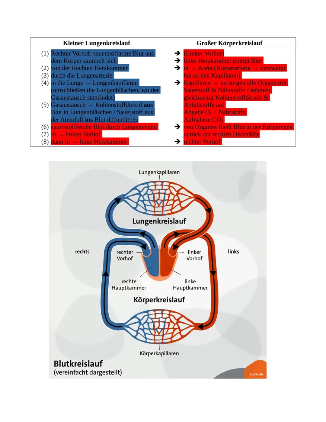 # Sportbiologie

Herz-Kreislaufsystem

Aufbau des Herzens

obere
Hohlvene

rechter Vorhof

Taschenklappe
(Pulmonalklappe)-

Segelklappe
(Tri