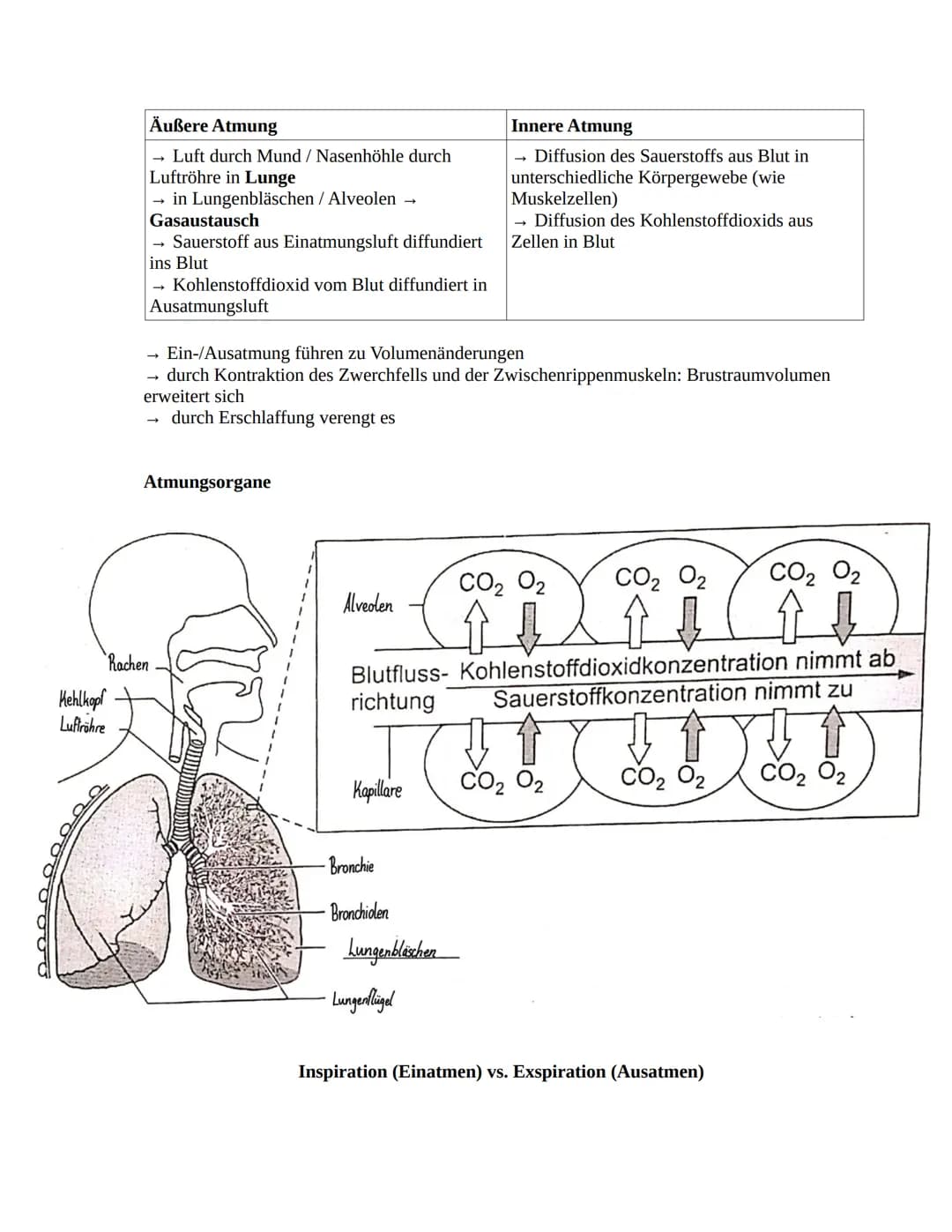 # Sportbiologie

Herz-Kreislaufsystem

Aufbau des Herzens

obere
Hohlvene

rechter Vorhof

Taschenklappe
(Pulmonalklappe)-

Segelklappe
(Tri