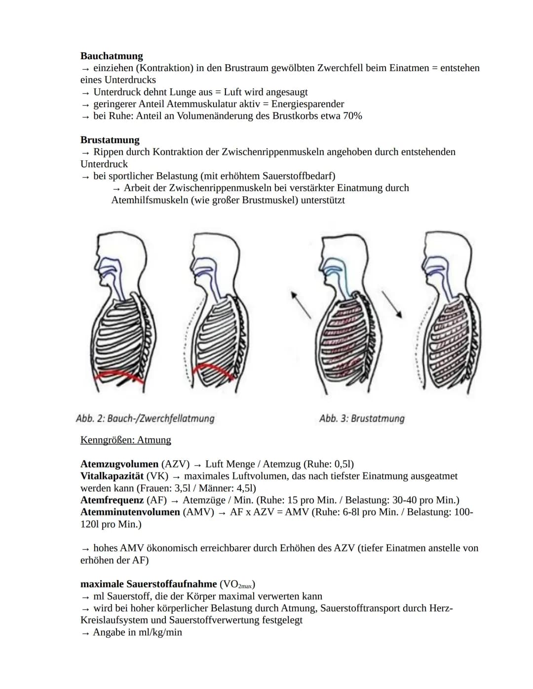 # Sportbiologie

Herz-Kreislaufsystem

Aufbau des Herzens

obere
Hohlvene

rechter Vorhof

Taschenklappe
(Pulmonalklappe)-

Segelklappe
(Tri