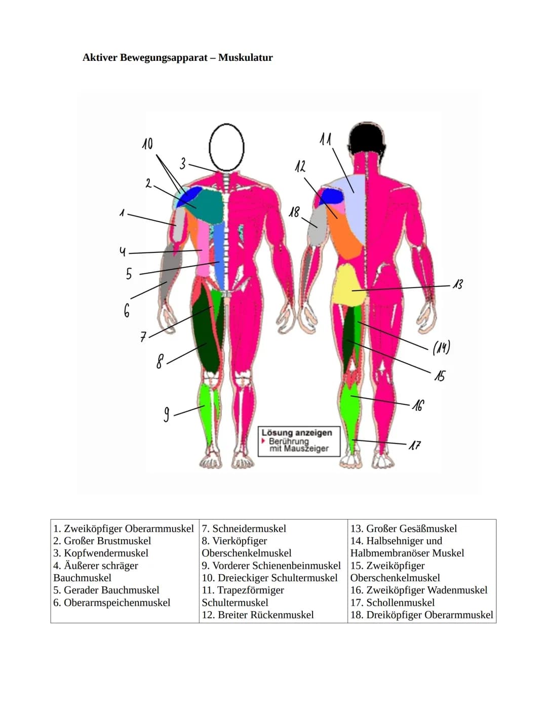 # Sportbiologie

Herz-Kreislaufsystem

Aufbau des Herzens

obere
Hohlvene

rechter Vorhof

Taschenklappe
(Pulmonalklappe)-

Segelklappe
(Tri