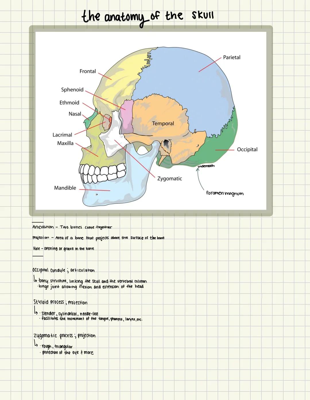 # the anatomy of the skull

Frontal
Sphenoid
Ethmoid
Nasal
Lacrimal
Maxilla
Mandible
Temporal
Parietal
Occipital
underneath
Zygomatic
forame
