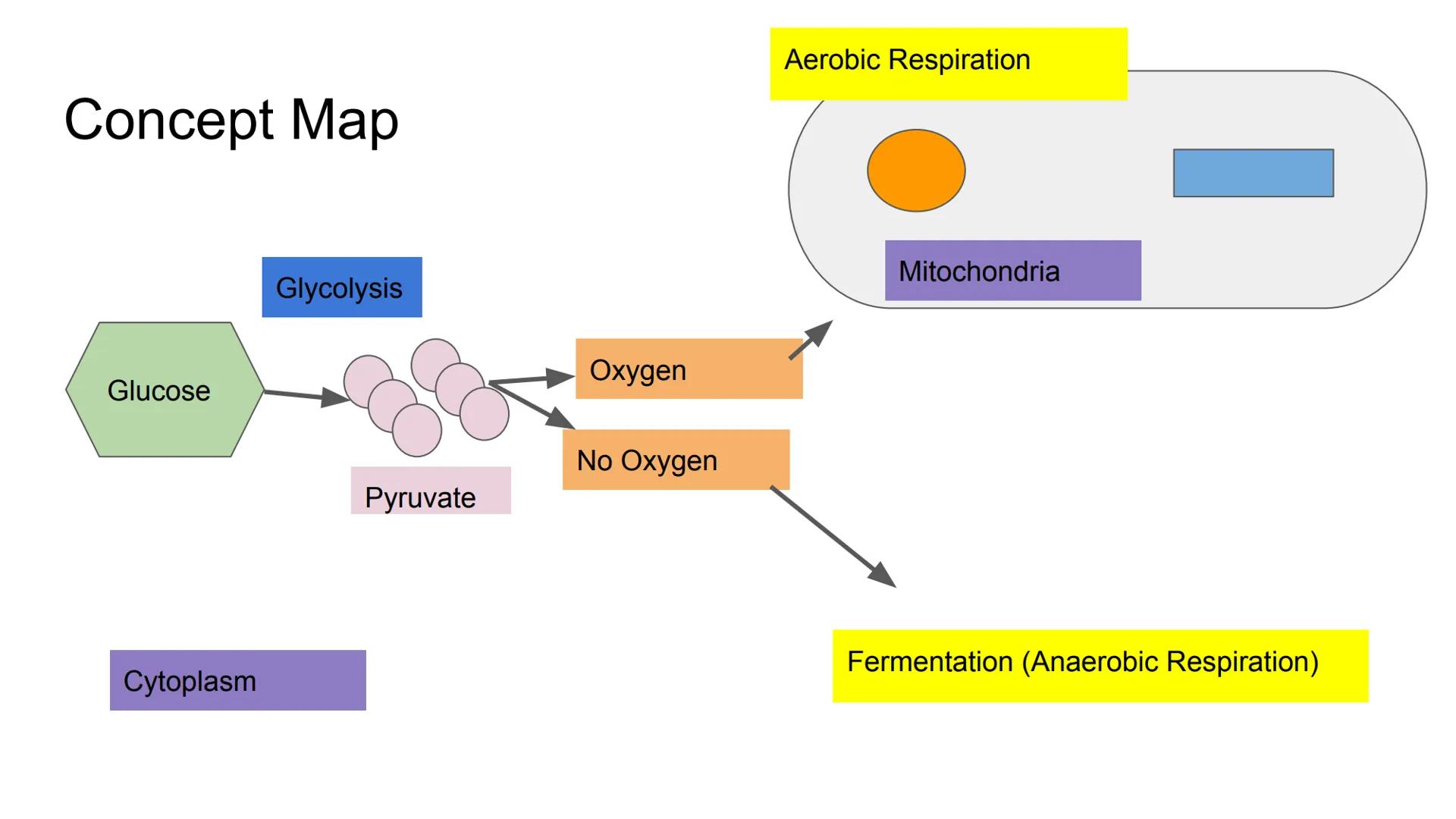 Fermentation # Fermentation

Anaerobic Respiration: Respiration without oxygen

Location: Cytoplasm

Lactic Acid Fermentation:

Occurs in mu
