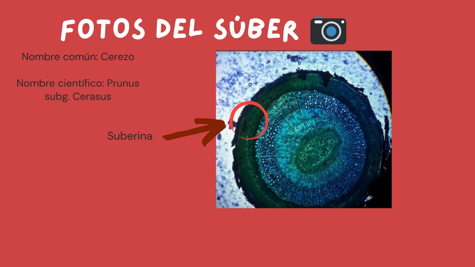 TOMAS SANTIAGO BELTRAN

ÁLBUM
PROYECTO
FINAL

6° INDICE

TEJIDOS VEGETALES

-TEJIDO MERISTEMATICO

-TEJIDO DERMICO PROTECTOR

-TEJIDO FUNDAM