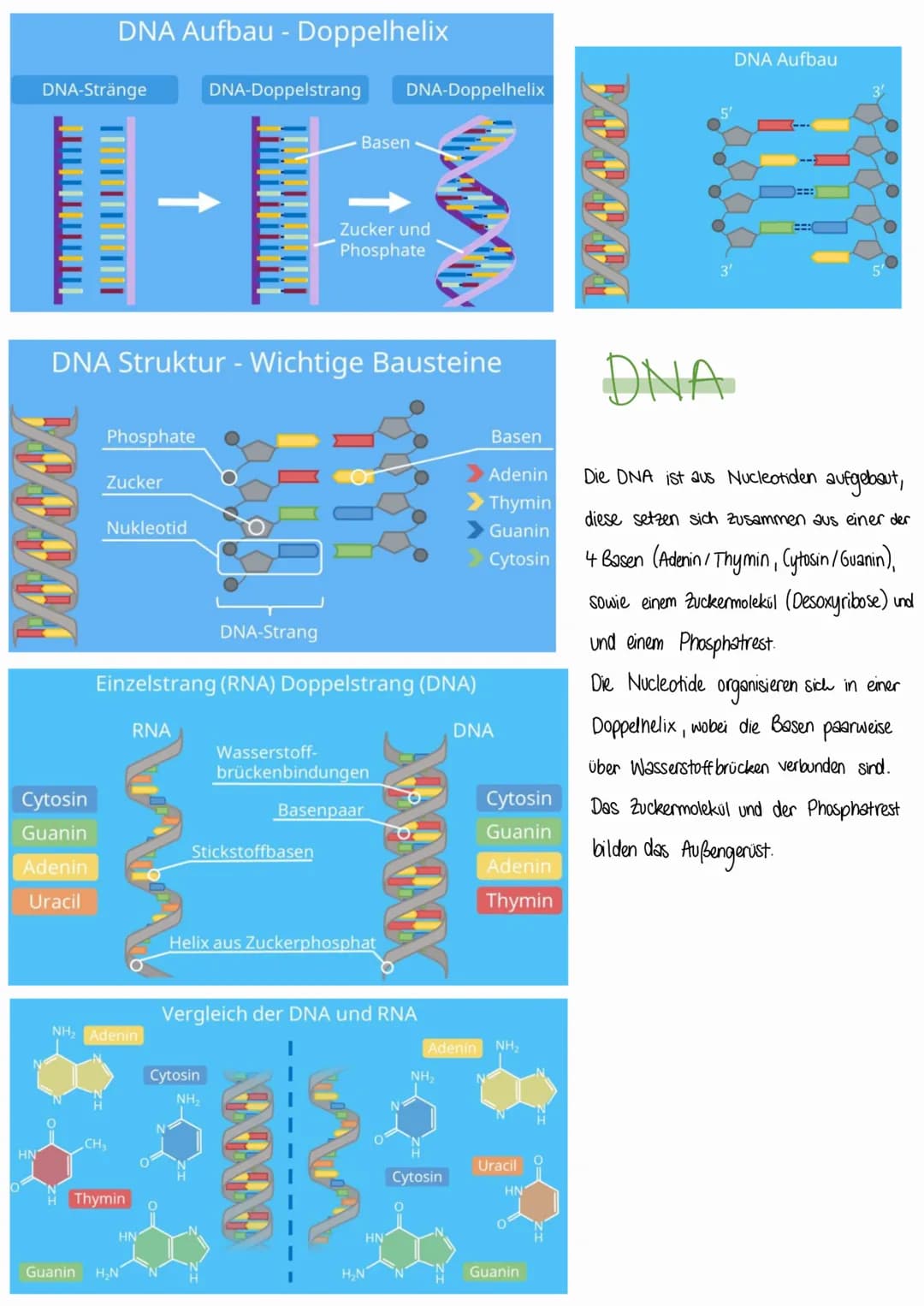 # Aufbau der DNA

ANFORDERUNGEN

Desoxyribonukleinsäure = Träger der Erbsubstanz

# HAUPTFUNKTIONEN

1. muss Informationen speichem können

