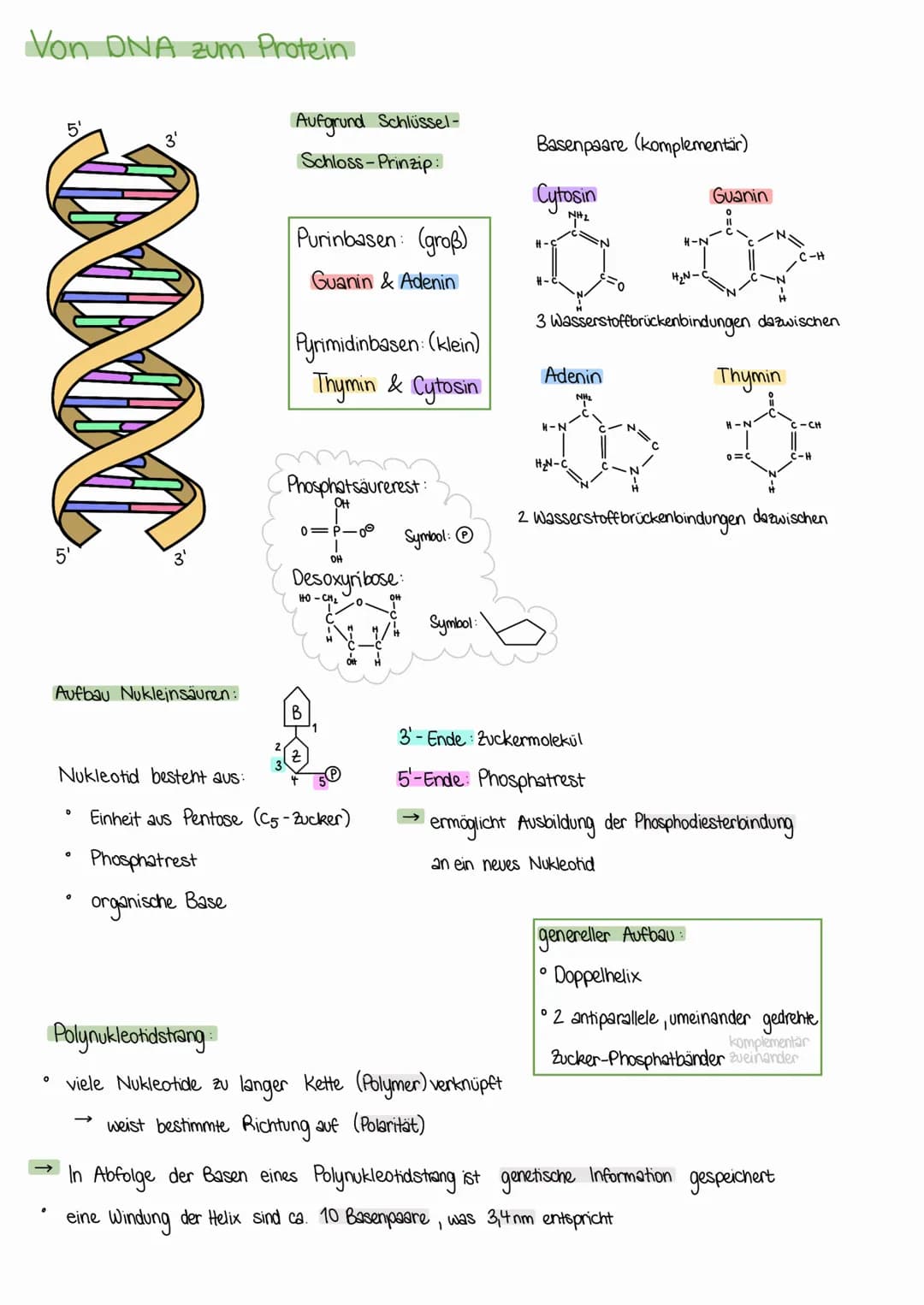 # Aufbau der DNA

ANFORDERUNGEN

Desoxyribonukleinsäure = Träger der Erbsubstanz

# HAUPTFUNKTIONEN

1. muss Informationen speichem können

