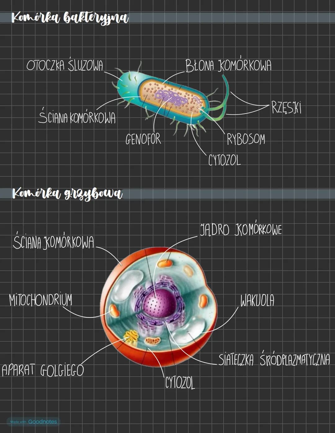 # Komórka zwierzeca

BŁONA KOMÓRKOWA

MITOCHONDRIUM

RYBOSOM

CYTOZOL

WODNICZKA

JADRO KOMÓRKOWE

APARAT GOLGIEGO

SIATECZKA ŚRÓDPLAZMATYCZ