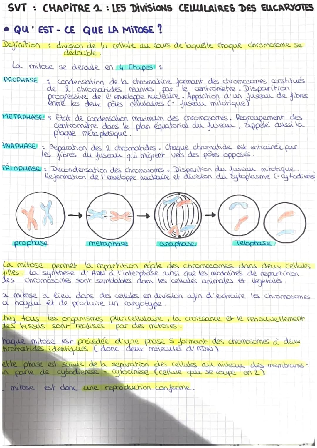 SVT: CHAPITRE 1: LES DIVISIONS CELLULAIRES DES EUCARYOTES

• QU'EST-CE QUE LA MITOSE ?

Definition : division de la cellule au cours de laqu