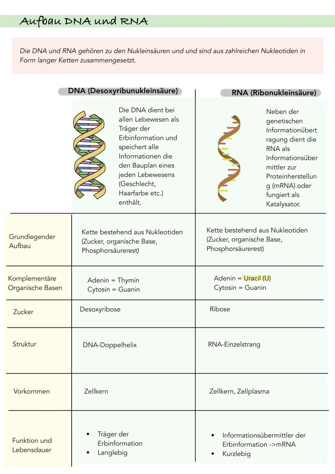 # Aufbau DNA und RNA

Die DNA und RNA gehören zu den Nukleinsäuren und und sind aus zahlreichen Nukleotiden in
Form langer Ketten zusammenge