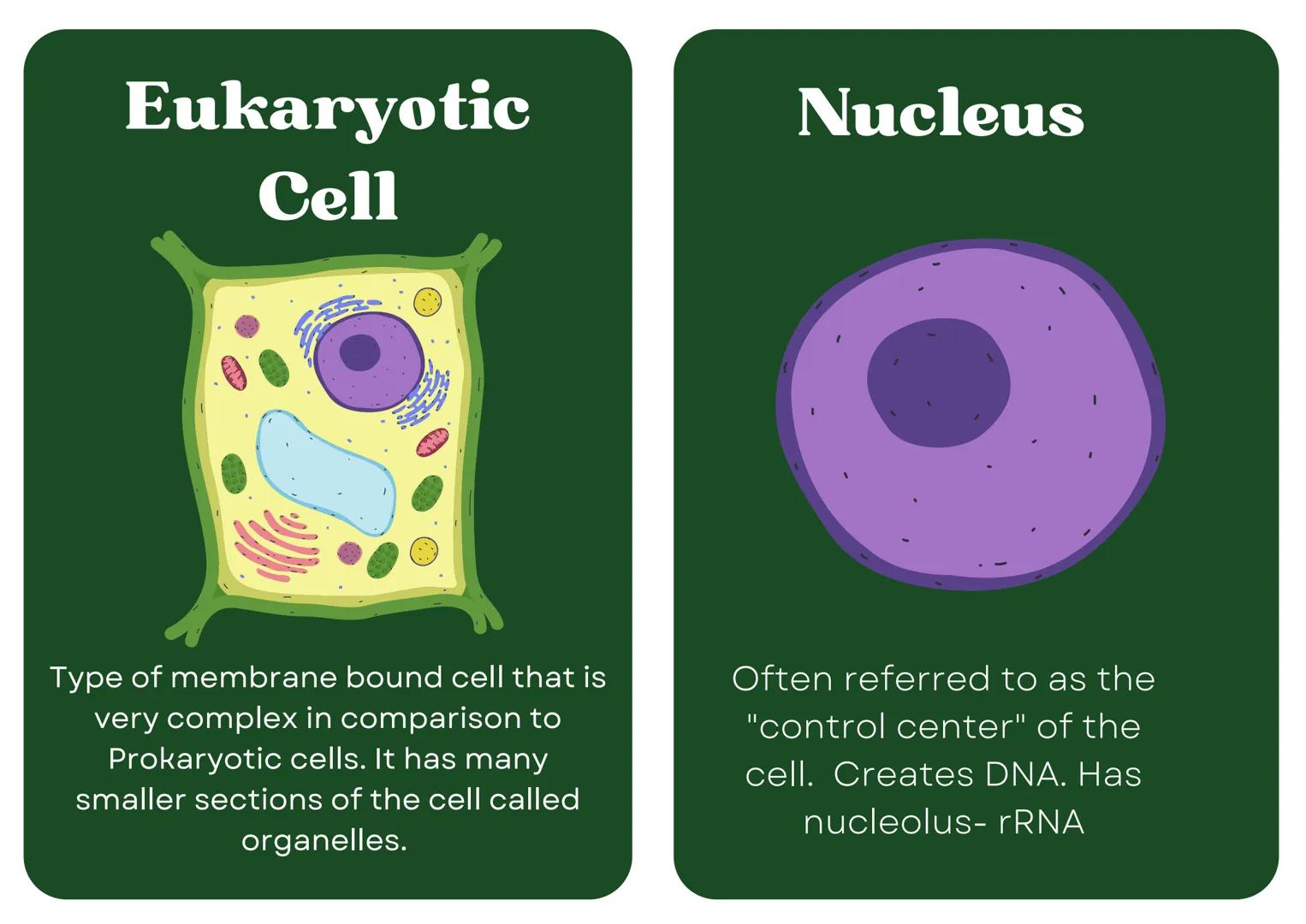 # Eukaryotic
## Cell

# Nucleus

Type of membrane bound cell that is
very complex in comparison to
Prokaryotic cells. It has many
smaller se