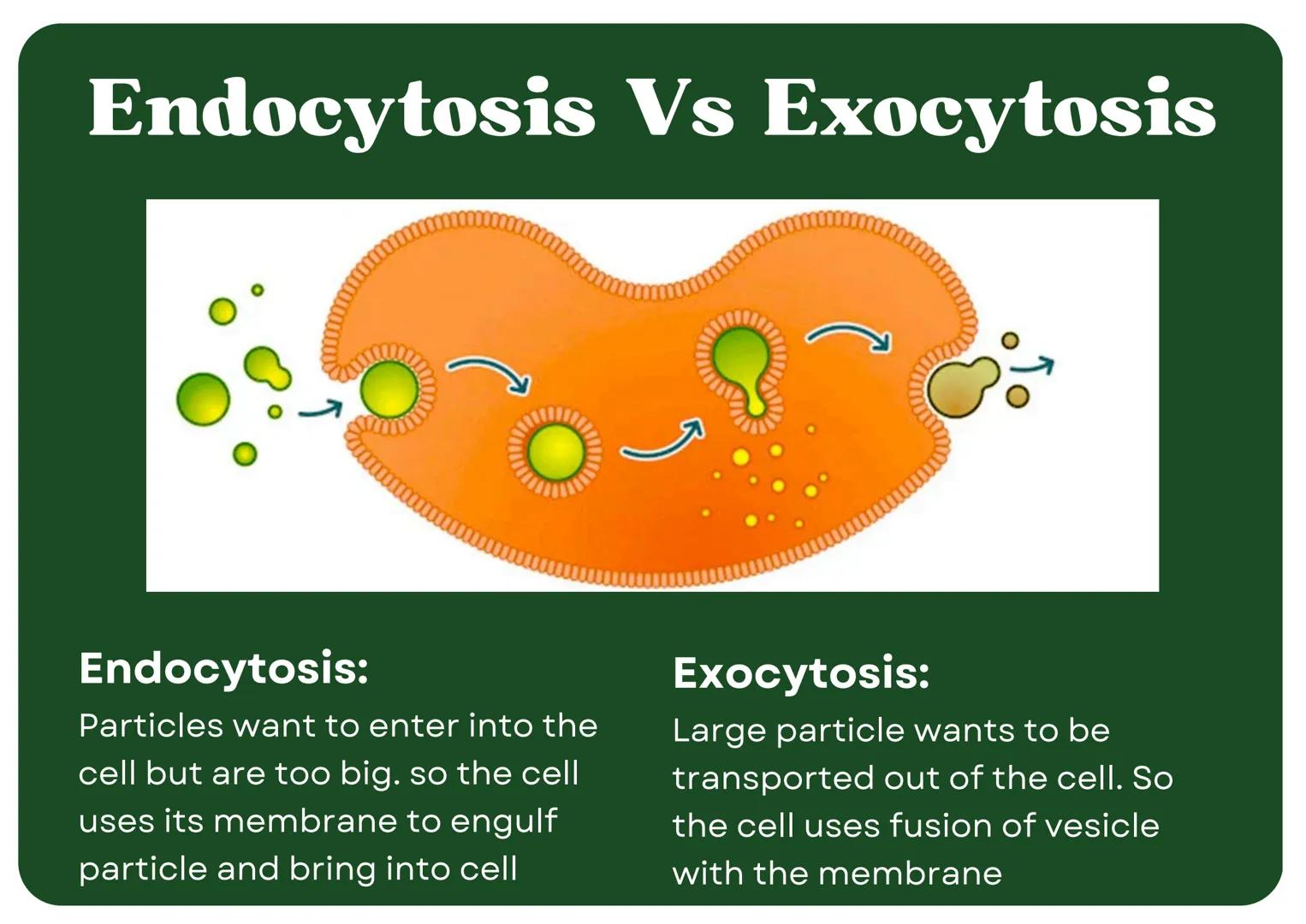# Eukaryotic
## Cell

# Nucleus

Type of membrane bound cell that is
very complex in comparison to
Prokaryotic cells. It has many
smaller se