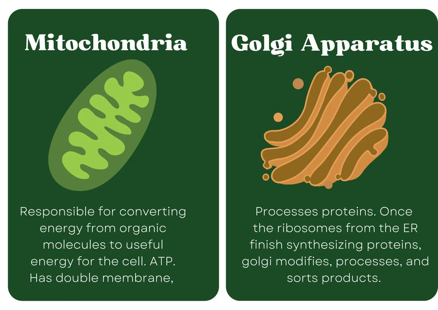 # Eukaryotic
## Cell

# Nucleus

Type of membrane bound cell that is
very complex in comparison to
Prokaryotic cells. It has many
smaller se