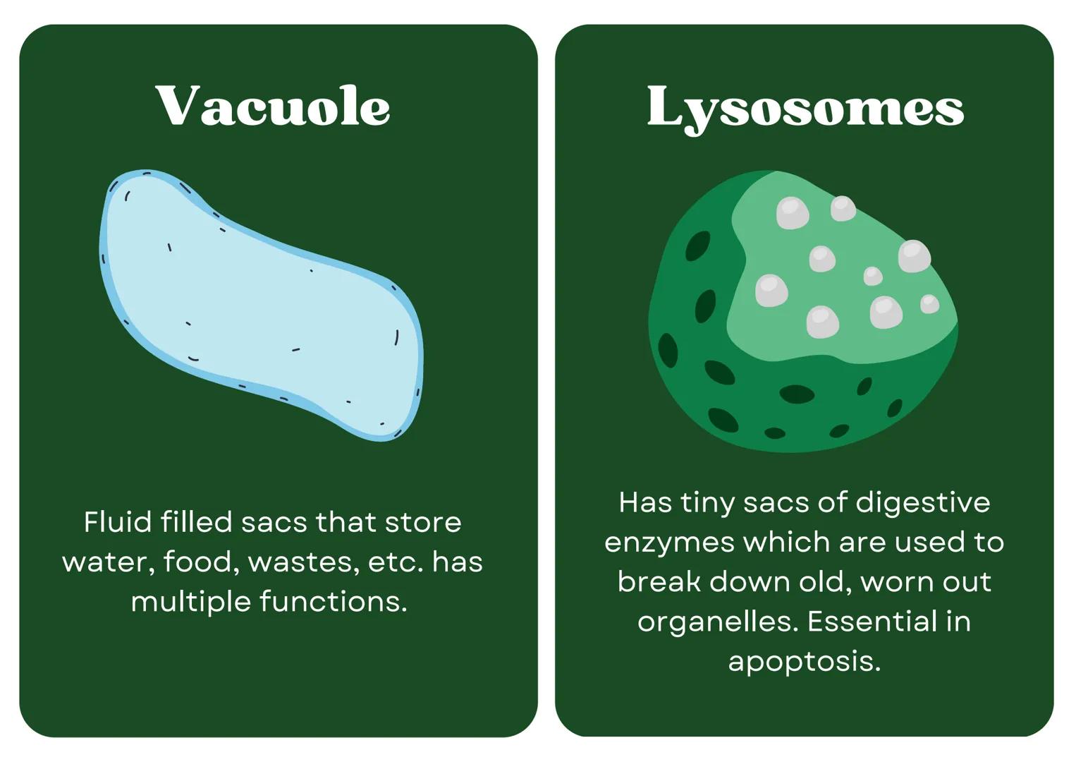 # Eukaryotic
## Cell

# Nucleus

Type of membrane bound cell that is
very complex in comparison to
Prokaryotic cells. It has many
smaller se