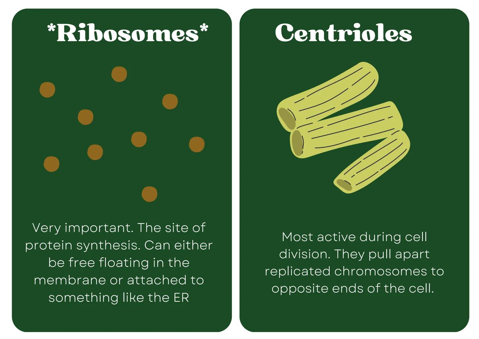 # Eukaryotic
## Cell

# Nucleus

Type of membrane bound cell that is
very complex in comparison to
Prokaryotic cells. It has many
smaller se