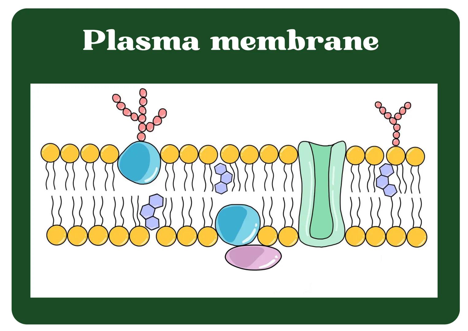 # Eukaryotic
## Cell

# Nucleus

Type of membrane bound cell that is
very complex in comparison to
Prokaryotic cells. It has many
smaller se