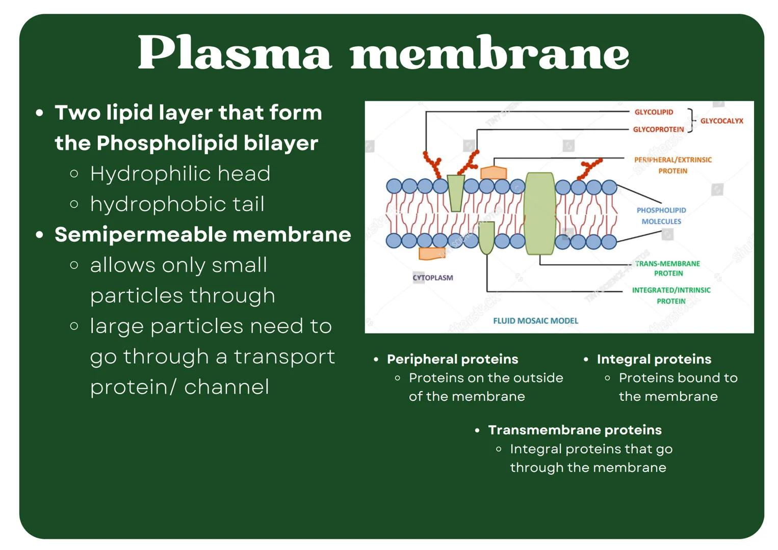 # Eukaryotic
## Cell

# Nucleus

Type of membrane bound cell that is
very complex in comparison to
Prokaryotic cells. It has many
smaller se