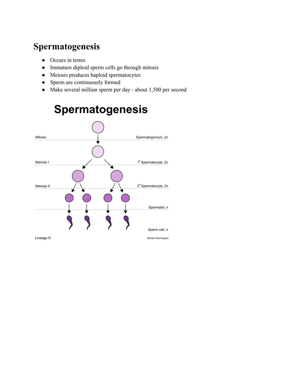 # Spermatogenesis

- Occurs in testes
- Immature diploid sperm cells go through mitosis
- Meiosis produces haploid spermatocytes
- Sperm are