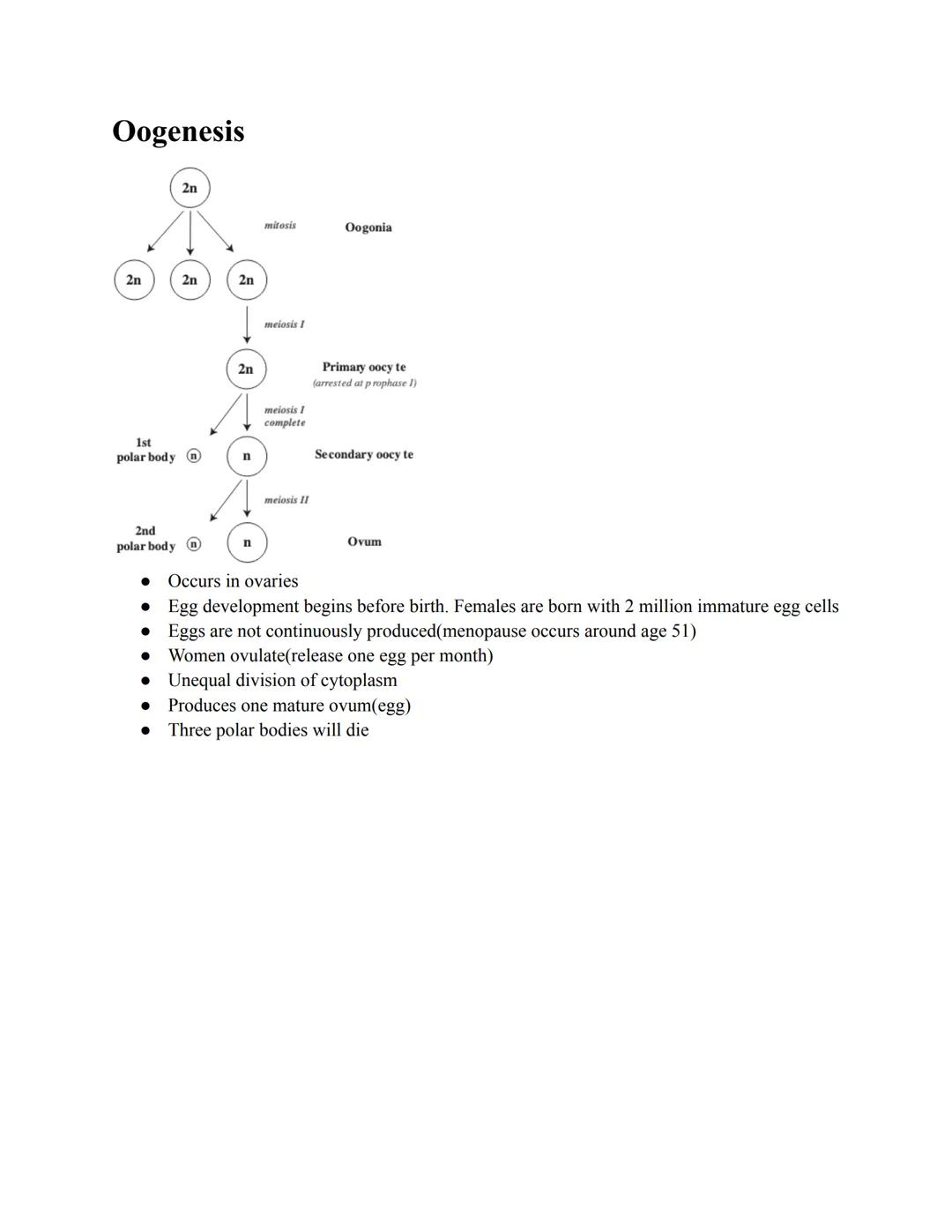 # Spermatogenesis

- Occurs in testes
- Immature diploid sperm cells go through mitosis
- Meiosis produces haploid spermatocytes
- Sperm are