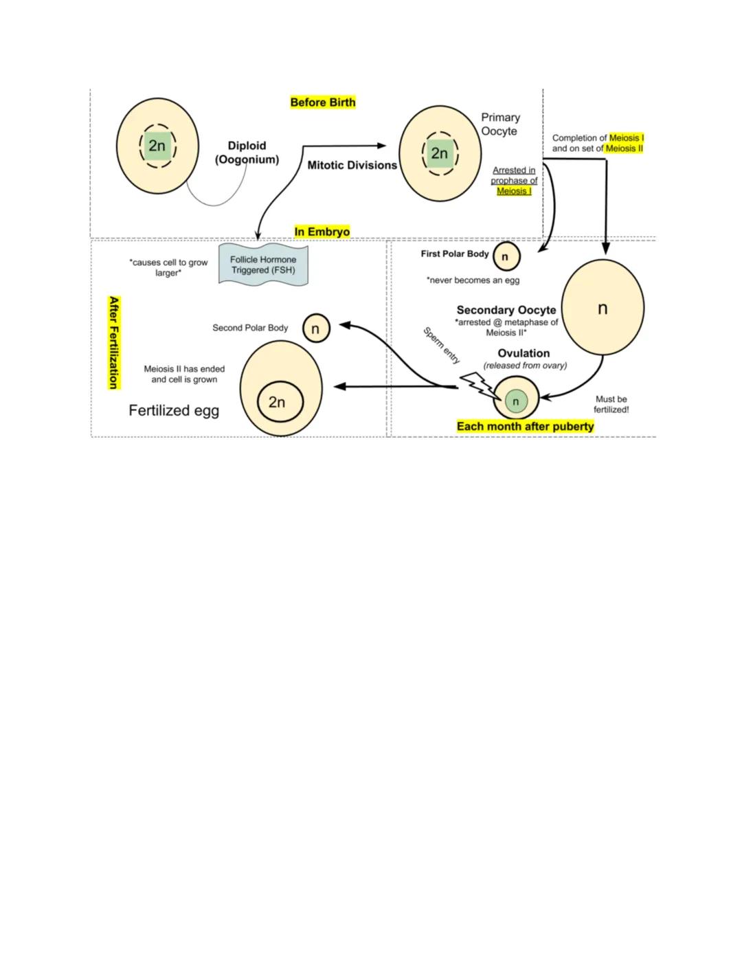 # Spermatogenesis

- Occurs in testes
- Immature diploid sperm cells go through mitosis
- Meiosis produces haploid spermatocytes
- Sperm are
