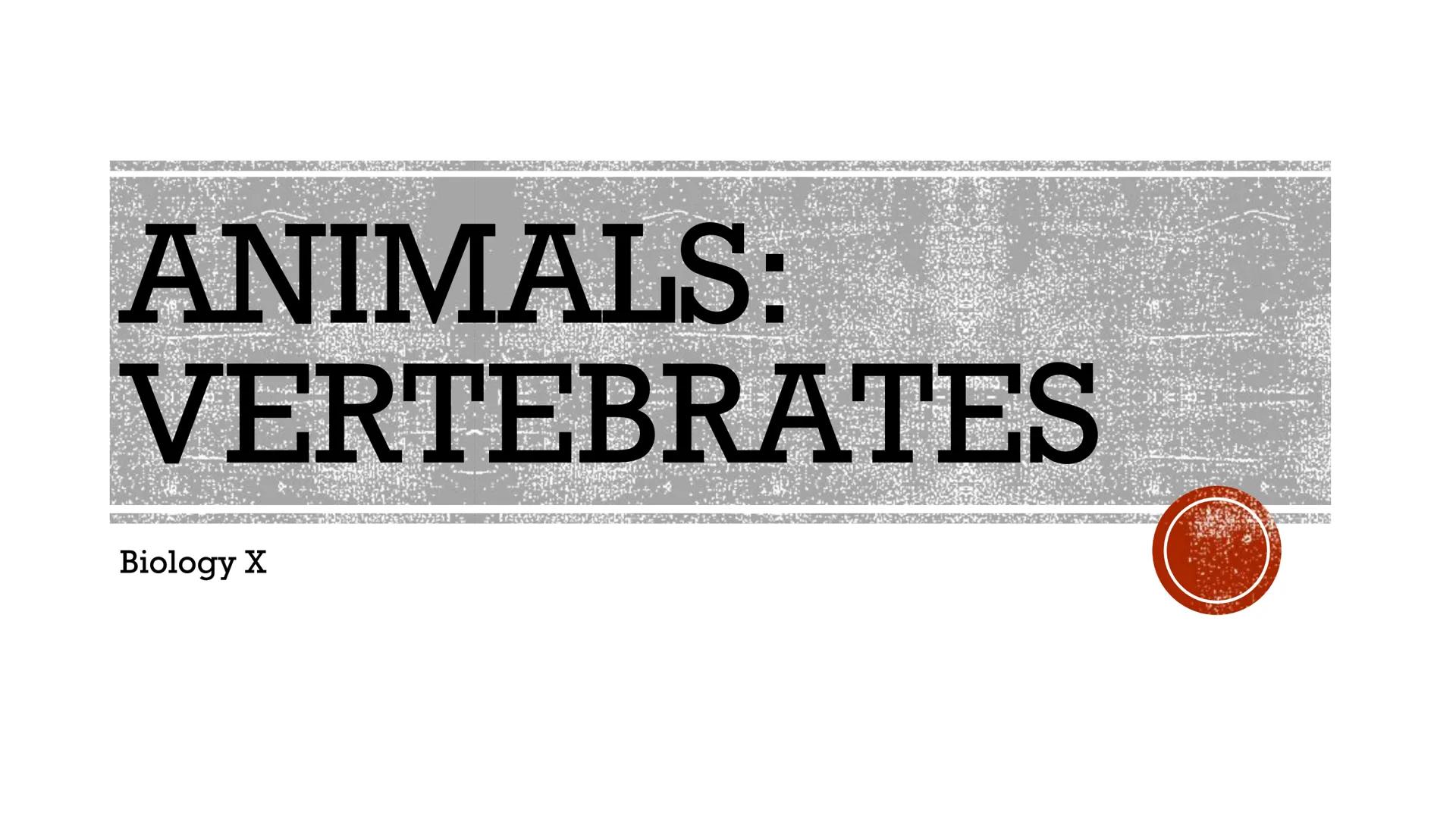 # ANIMALS:
# VERTEBRATES

Biology X # VERTEBRATES

*   Animals WITH a backbone
*   Only Phylum Chordata
    contains vertebrate animals
    