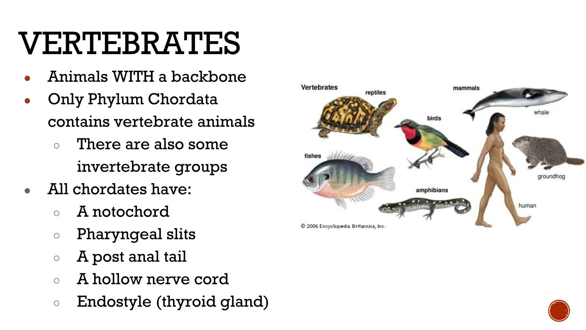 # ANIMALS:
# VERTEBRATES

Biology X # VERTEBRATES

*   Animals WITH a backbone
*   Only Phylum Chordata
    contains vertebrate animals
    
