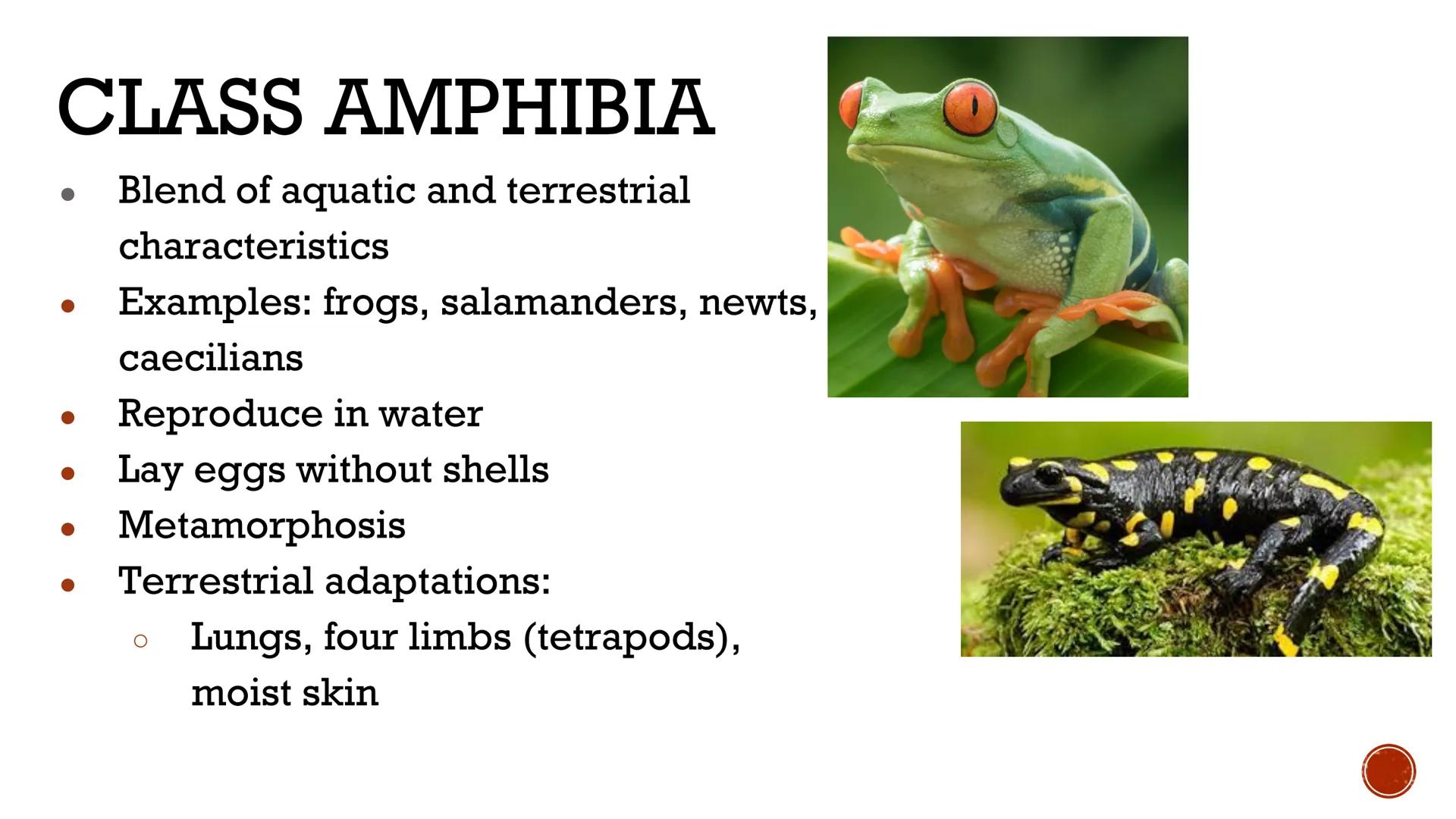 # ANIMALS:
# VERTEBRATES

Biology X # VERTEBRATES

*   Animals WITH a backbone
*   Only Phylum Chordata
    contains vertebrate animals
    
