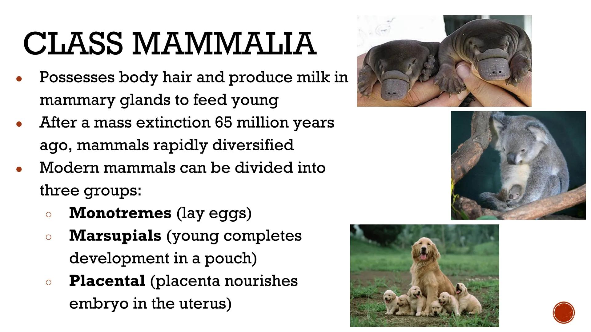 # ANIMALS:
# VERTEBRATES

Biology X # VERTEBRATES

*   Animals WITH a backbone
*   Only Phylum Chordata
    contains vertebrate animals
    