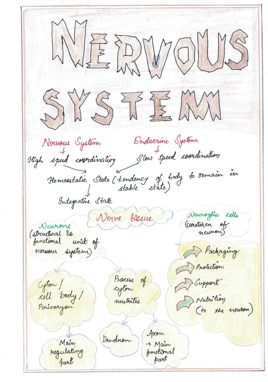 NERVOUS
SYSTEMI
Nervous System
↓
High spud coordination
Endocrine System
↓
Slow speed coordination
Homeostatic State (tendency of body to re