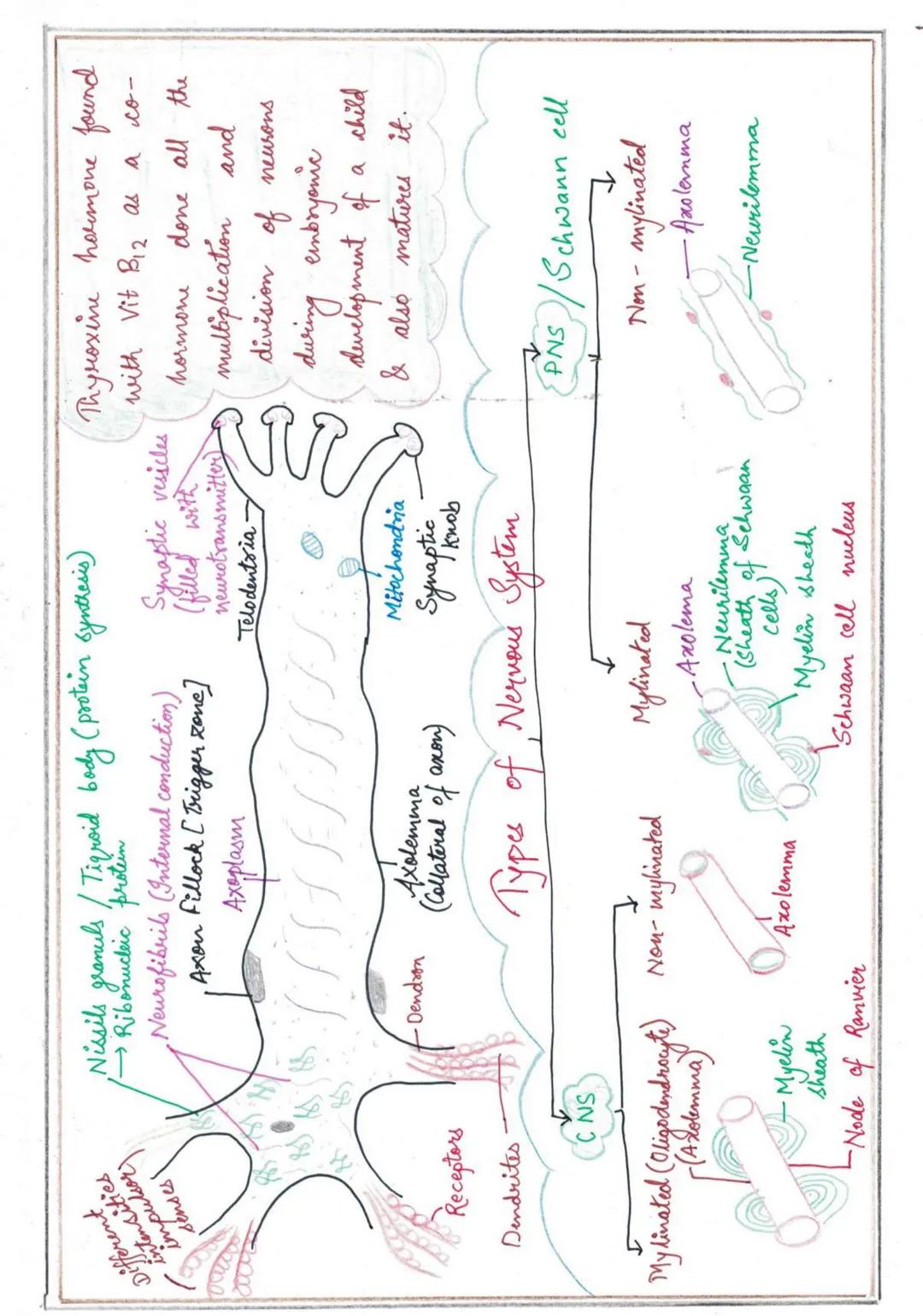 NERVOUS
SYSTEMI
Nervous System
↓
High spud coordination
Endocrine System
↓
Slow speed coordination
Homeostatic State (tendency of body to re