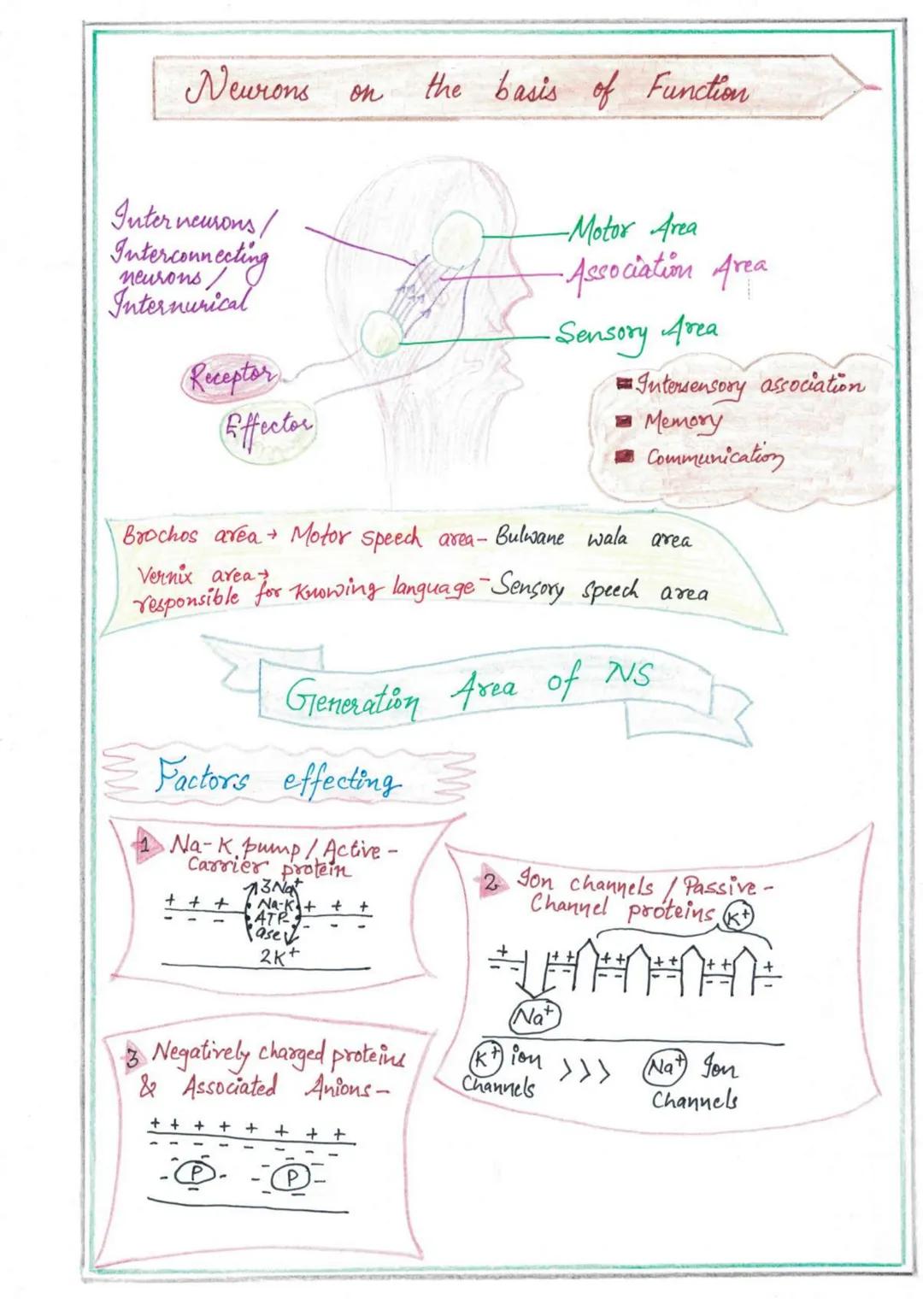 NERVOUS
SYSTEMI
Nervous System
↓
High spud coordination
Endocrine System
↓
Slow speed coordination
Homeostatic State (tendency of body to re