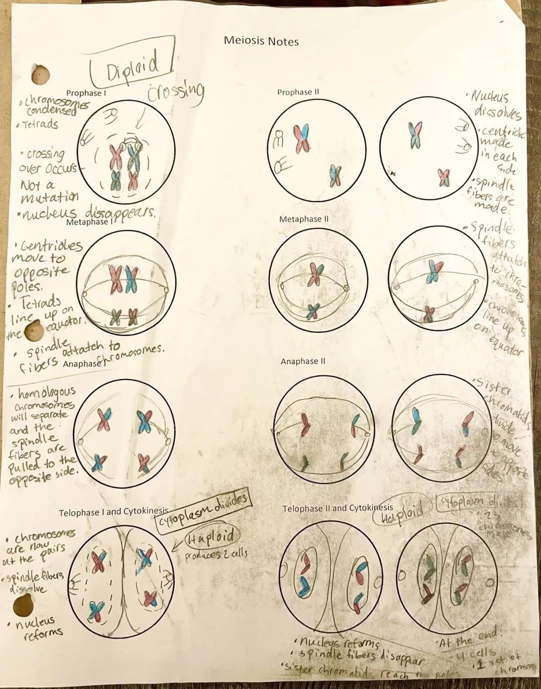 Meiosis Notes

(Diploid
Prophase I crossing
*   chromosomes
    Condensed
*   Tetrads

*   crossing
    over Occurs
    Not a
    mutation

