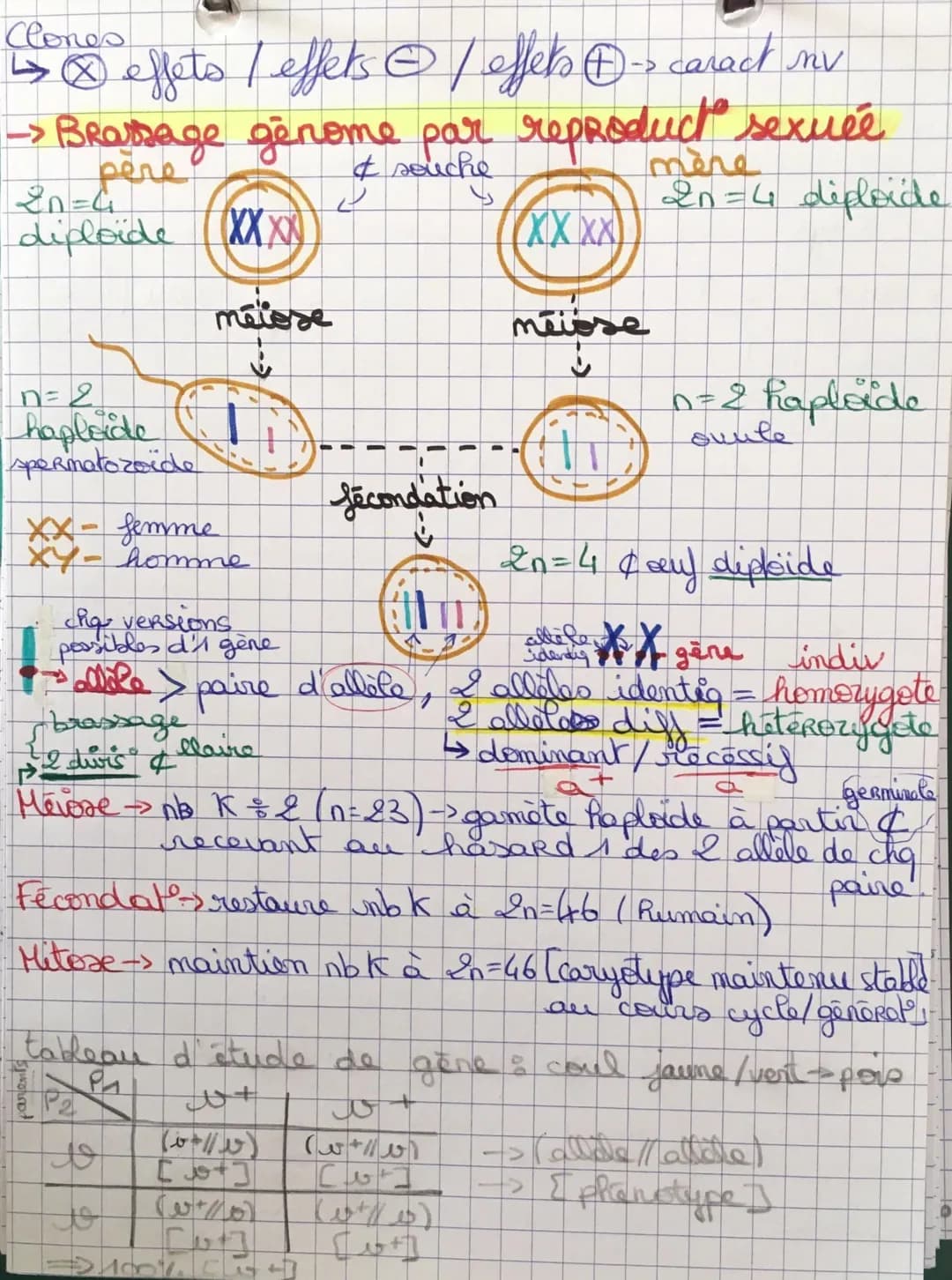 SVIT 6 Origine genotype des
clones
-> Mécanismes pr stabilité génétique + évolution
ADN = support info genétig (ds noyau & eucaryote)
sa lec